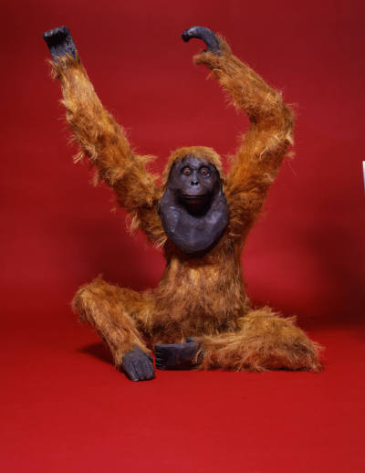 Seated Orangutan
Alonzo Jimenez
Photo by Joseph McDonald