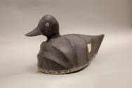 Captain Clarence Bailey, (1882–1952), “White-winged Scoter”, Duxbury< Massachusetts, 1910–1915,…