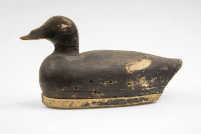 Artist unidentified, “White-winged Scoter Drake”, Kingston, Massachusetts, 1885–1895, Paint on …