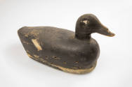 Artist unidentified, “White-winged Scoter Drake”, Kingston, Massachusetts, 1885–1895, Paint on …