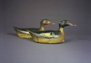 Merganser Hen
Captain Osgood
Photographer unidentified