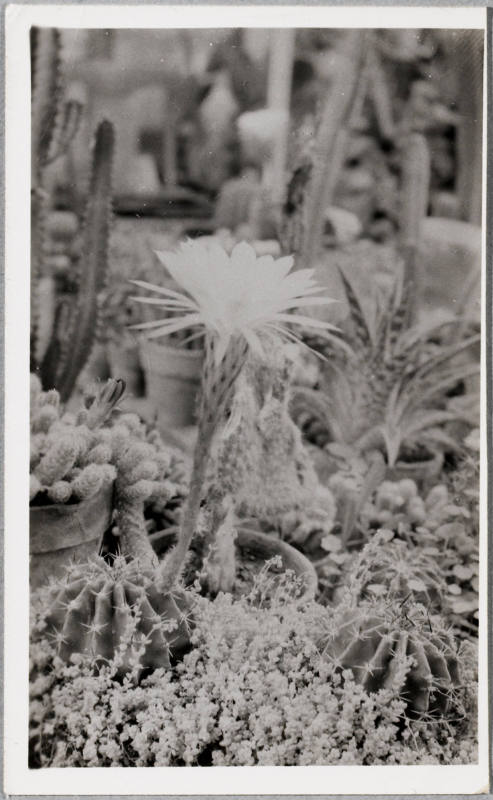 Untitled (Cactus)
Eugene Von Bruenchenhein, 1910-1983
Photographed by Gavin Ashworth