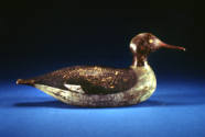 Joseph Whiting Lincoln, (1859–1938), “Red-breasted Merganser Hen”, Accord, Massachusetts, c. 19…