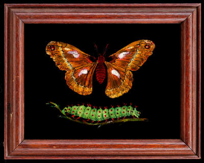 Butterfly and Caterpillar
Artist Unknown
United States
Mid-twentieth century
Reverse painti…