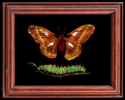 Butterfly and Caterpillar
Artist Unknown
United States
Mid-twentieth century
Reverse painti…