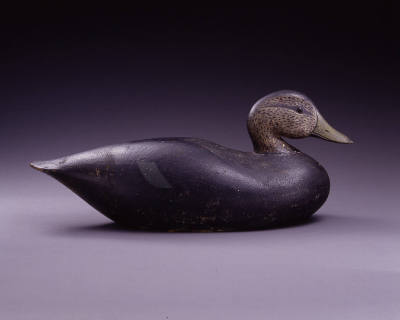 Black Duck
Joseph Whiting Lincoln
Photo by John Parnell