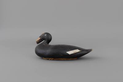 Scoter Decoy with Mussel in its Bill
Augusta "Gus" Wilson
Photographer unknown