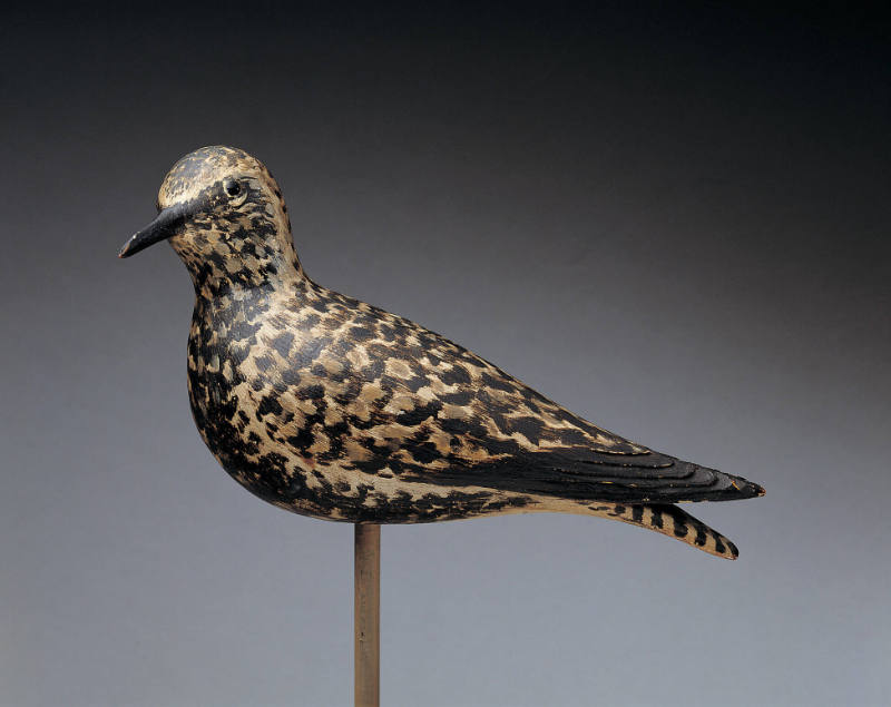 Black-Bellied Plover 
Anthony Elmer Crowell
Photo by John Parnell