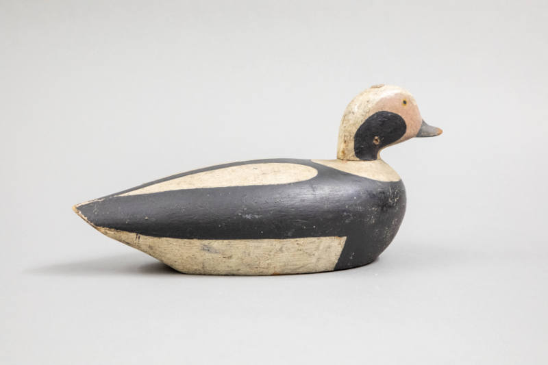 Truman Webster Douglas, “Long-tailed Duck Drake”, Kingston, Massachusetts, 1905–1915, Paint on …