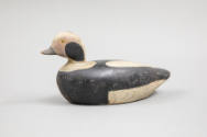 Truman Webster Douglas, “Long-tailed Duck Drake”, Kingston, Massachusetts, 1905–1915, Paint on …