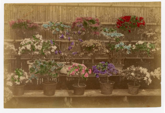 Artist unidentified, “Untitled [Display of potted plants]”, United States, c. 1916–1960, Hand-t…