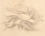 Artist unidentified, “Spencerian Drawing”, United States, Late nineteenth century, Pen and ink …