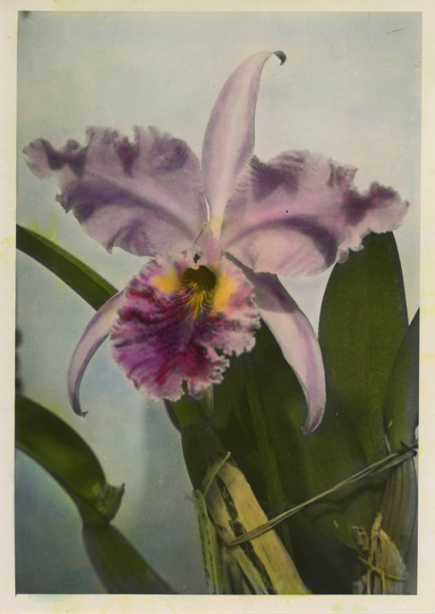 Photographer unidentified, “Untitled [Cattleya orchid]”, United States, Early to mid-20th centu…