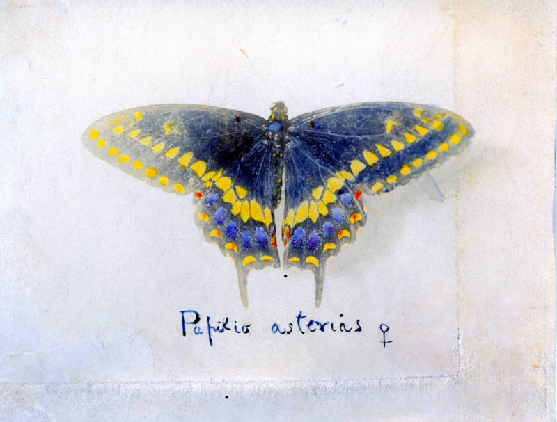 Photographer unidentified, “Untitled [Black swallowtail]”, United States, 1908, Hand-tinted pho…