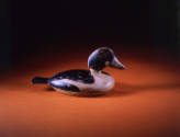 Common Goldeneye Drake
T. Smith
Photo by Carleton Palmer