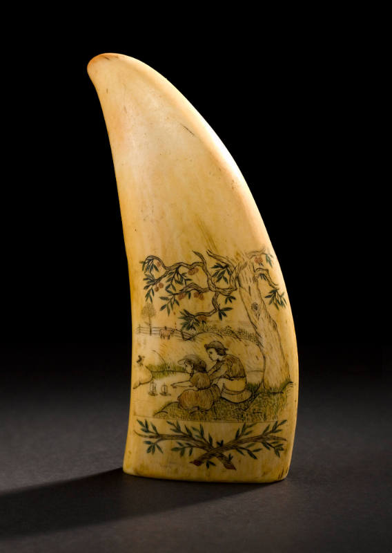 Whale Tooth
Photographed by Gavin Ashworth
