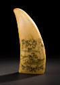 Whale Tooth
Photographed by Gavin Ashworth
