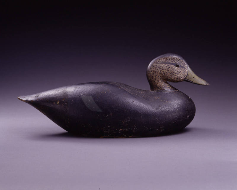 Black Duck
Joseph Whiting Lincoln
Photo by John Parnell
