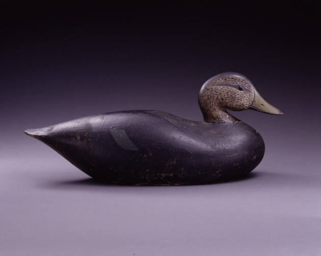 Black Duck
Joseph Whiting Lincoln
Photo by John Parnell