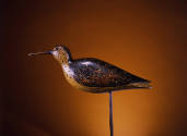 Hudsonian Curlew
Nathan Cobb Jr.
Photo by Carleton Palmer