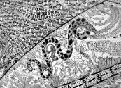 Jean-Pierre Nadau (b. 1963), “Amazonie (Amazon),” Morillon, France, 2007, Sergent-Major pen, bl…